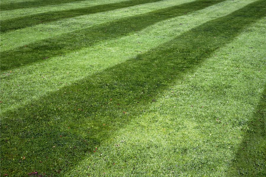 10 lbs Tall Fescue Grass Seed Blend P202