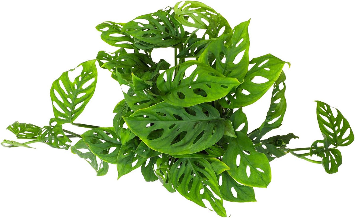 Swiss Cheese Monstera Adansonii Live Plant Hanging Basket O1220