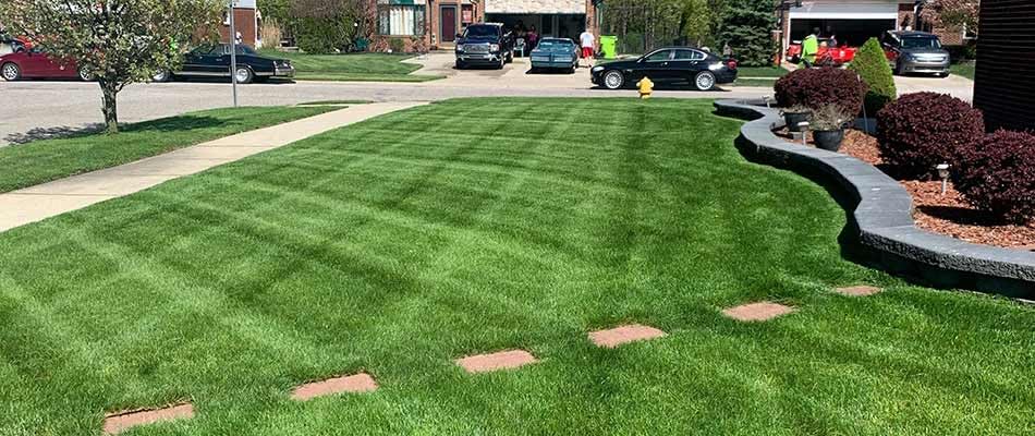10 lbs Tall Fescue Grass Seed Blend P202