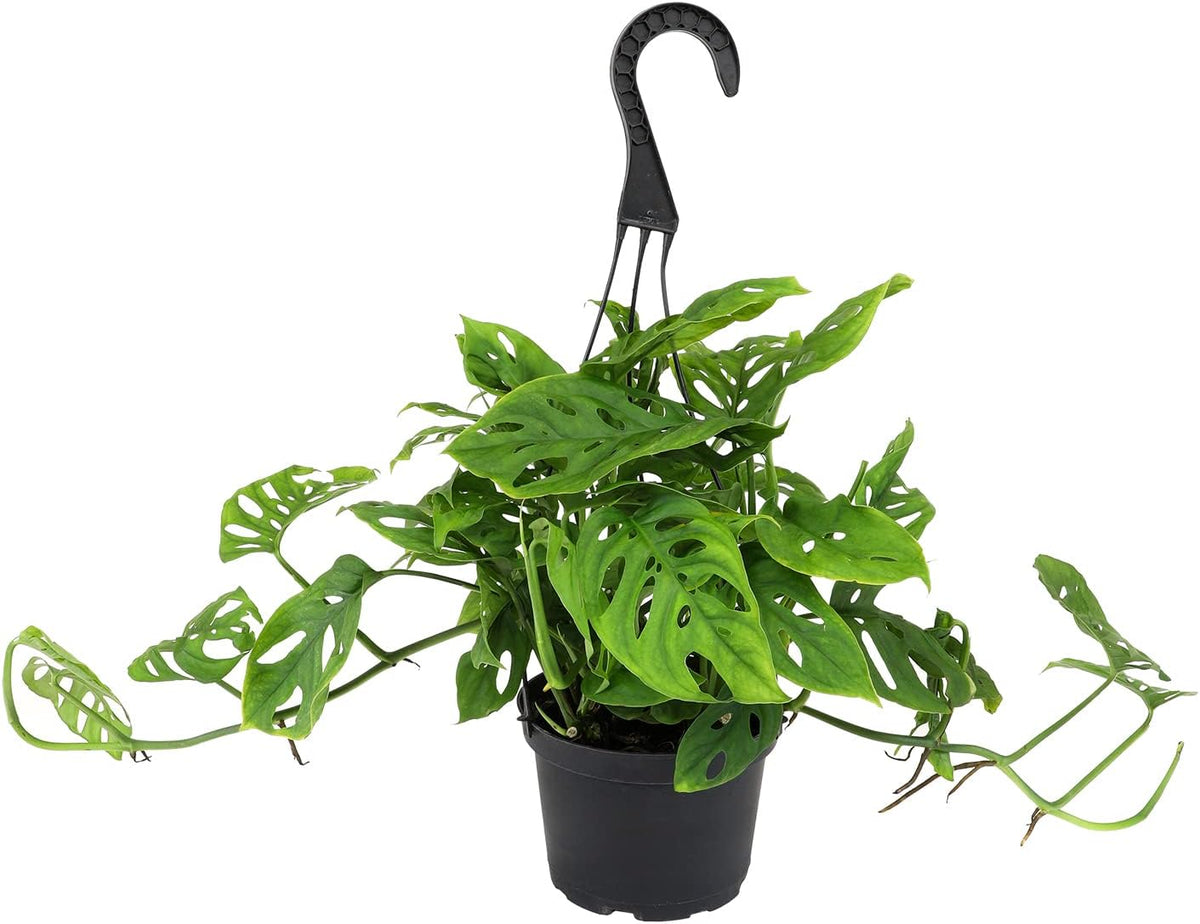 Swiss Cheese Monstera Adansonii Live Plant Hanging Basket O1220