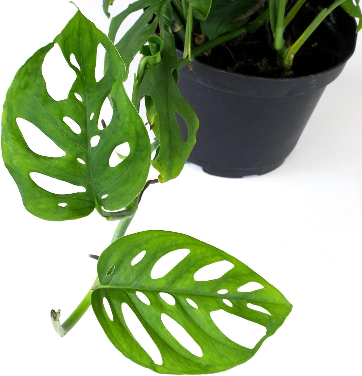 Swiss Cheese Monstera Adansonii Live Plant Hanging Basket O1220