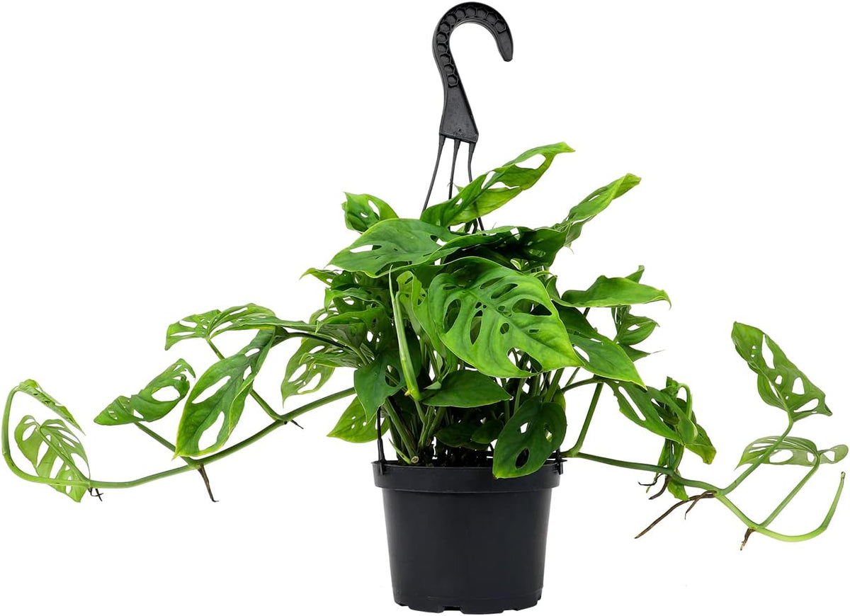 Swiss Cheese Monstera Adansonii Live Plant Hanging Basket O1220