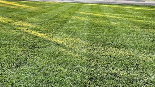 10 lbs Tall Fescue Grass Seed Blend P202
