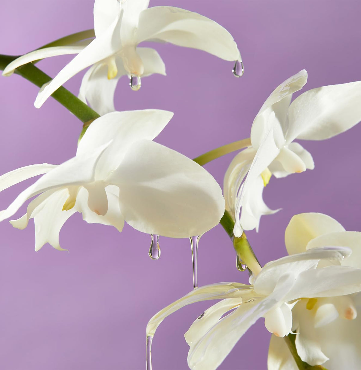 Island Orchid Body Oil B41821