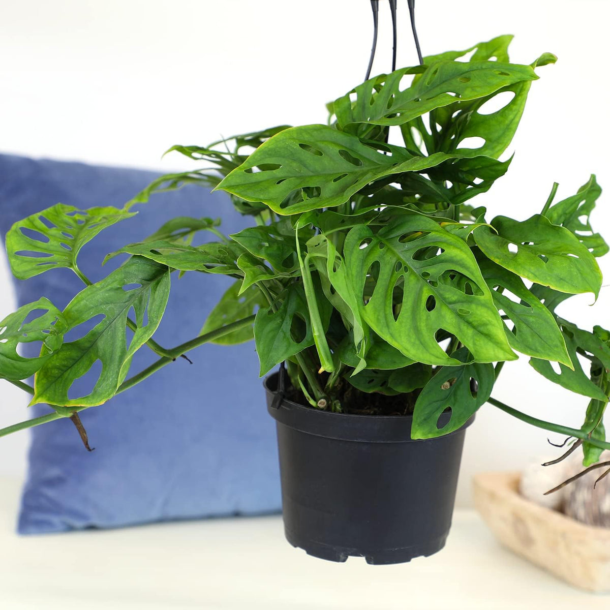 Swiss Cheese Monstera Adansonii Live Plant Hanging Basket O1220